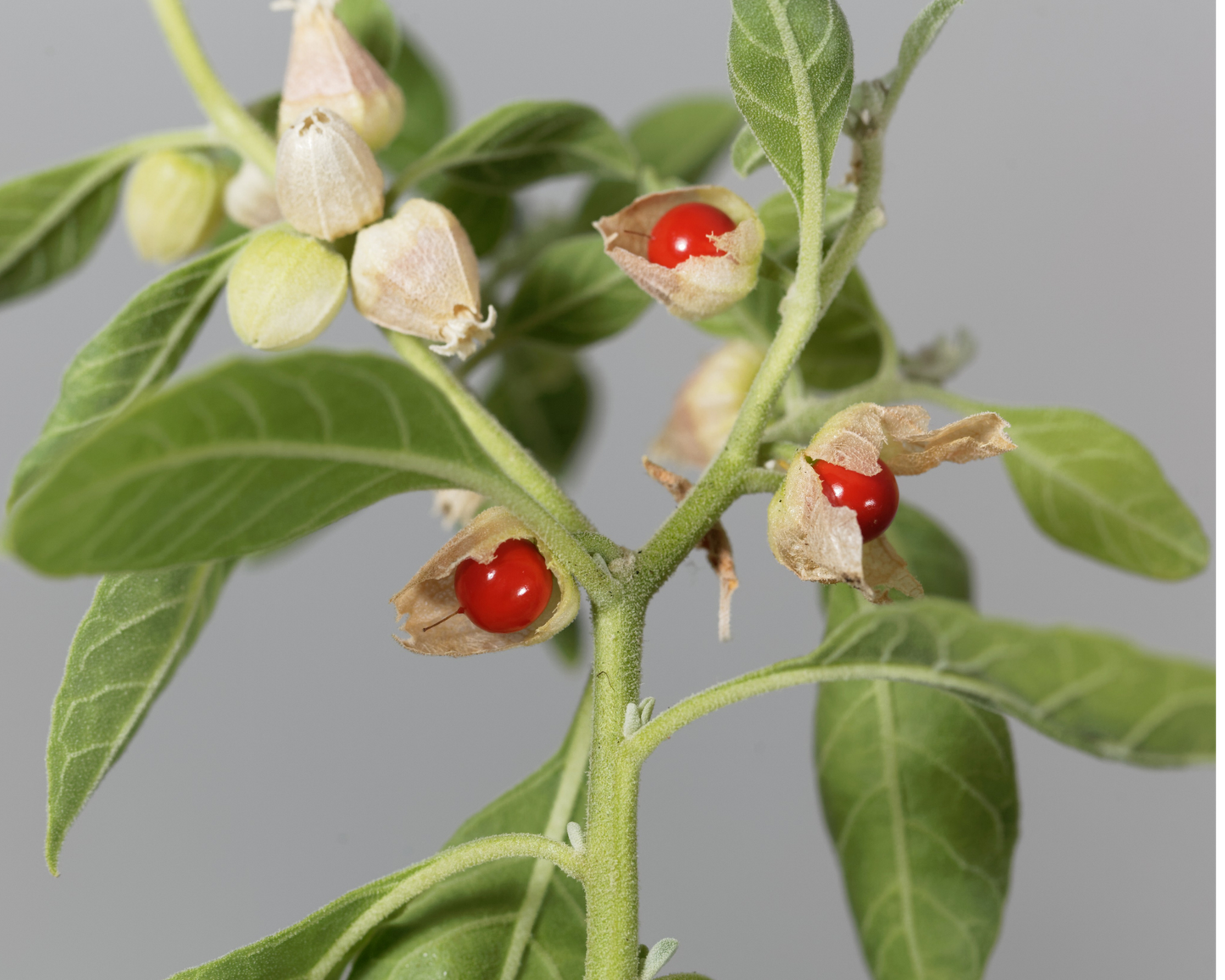 Ashwagandha,an herb commonly helps the body manage stress. supports energy levels, sleep, anxiety reduction, and overall well-being